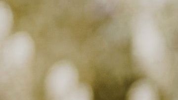 Alguien retiró su oferta de adopción porque era "negrita".