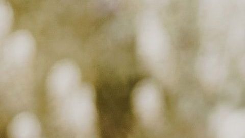 Alguien retiró su oferta de adopción porque era "negrita".