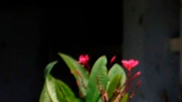 México Desaparecidos