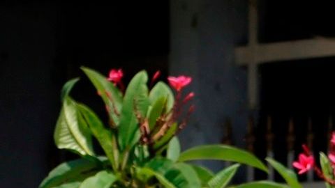 México Desaparecidos