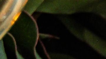 Las velas blancas se usan en rituales de protección.