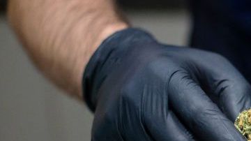 Madrid Cannabis Club Reopens With Social Distancing Measures