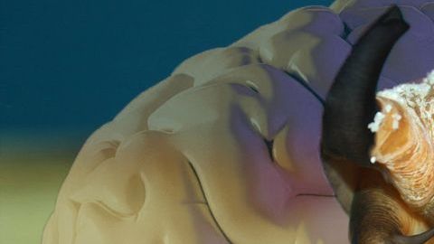 Los caracoles provienen del Golfo de México, del Mar Caribe y del Pacífico mexicano.