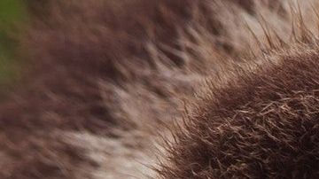 Al oso no le gustó tener a alguien cerca.