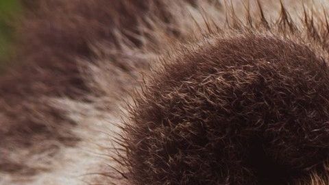 Al oso no le gustó tener a alguien cerca.