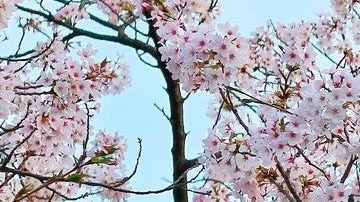 Una bella postal de tierras japonesas.