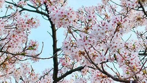 Una bella postal de tierras japonesas.