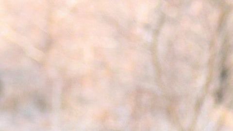 Los taladores consideran esto como un "milagro".