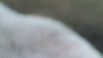 Los virus de influenza son más contagiosos.