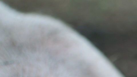 Los virus de influenza son más contagiosos.