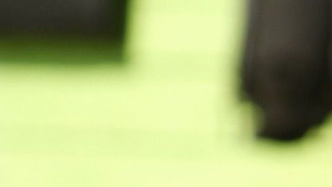 El perro llevaba un microchip y fue así como lograron devolverlo a su dueña.