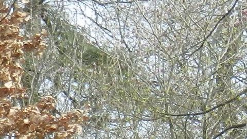 Nuestros Barrios Prospect Park - Washington Ave - Brooklyn Museum - Botanic Garden