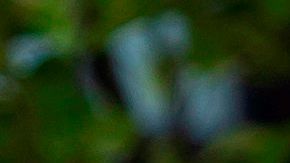 CDC da indicaciones detalladas para que líderes locales puedan tomar decisiones.