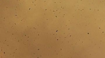 Incendio Amazonas Brazil Brasil