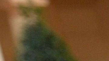 GOYA donación alimentos COVID-19 coronavirus mascarillas