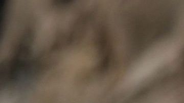 Horóscopo, Astrología