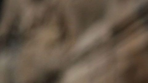 Horóscopo, Astrología