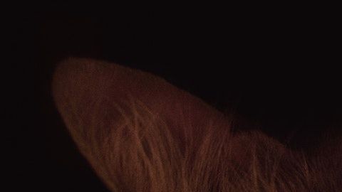 Los gatos en lo sueños tienen significados contrastantes.