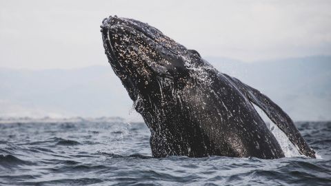 La grabación se logró en las playas mexicanas de Baja California.