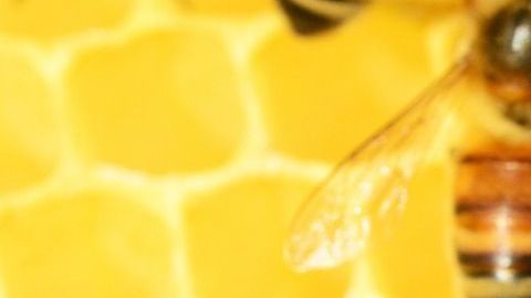 La miel tiene un poderoso efecto inhibidor de múltiples especies de bacterias, hongos y virus.