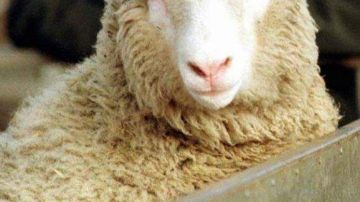 Eanuncio del nacimiento de la primera oveja clónica, a partir de una célula adulta, revolucionó la ciencia hace 15 años.