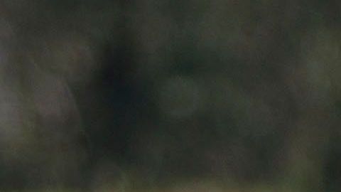 Norma reforzará a Chivas para el Clausura 2020.