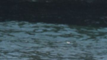 El buzo Ian Wells saca sobre una tabla de surf una red de pescar enredada con algas y desperdicios. / fotos: Jorge Luis Macías.