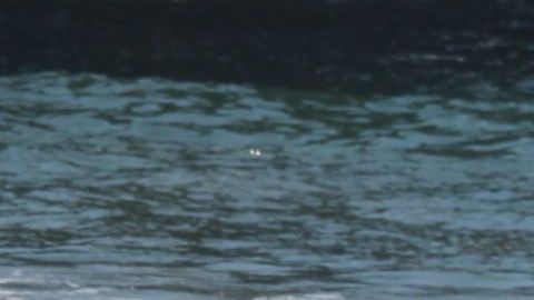 El buzo Ian Wells saca sobre una tabla de surf una red de pescar enredada con algas y desperdicios. / fotos: Jorge Luis Macías.