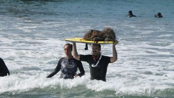 El buzo Ian Wells saca sobre una tabla de surf una red de pescar enredada con algas y desperdicios. / fotos: Jorge Luis Macías.