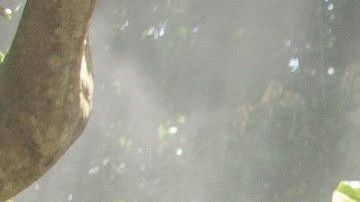 Chris Pratt y Bryce Dallas Howard comprueban los destrozos causados por los dinosaurios en 'Jurassic World'.