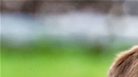 El perro, de nombre Eros, hace entregas a domicilio en una canasta.