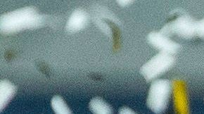 Real Madrid, campeón de España.