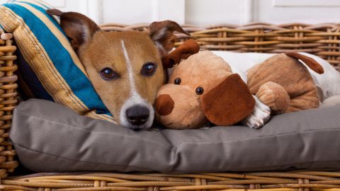 Cambiar o lavar la cama y todos los juguetes de peluche de la mascota es uno de los pasos en la tarea de sacar las pulgas de la casa.