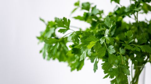 Cilantro.