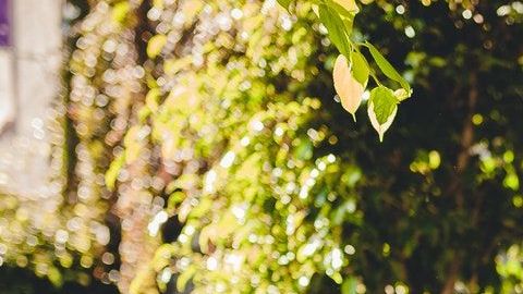 Hay signos que son demasiado cariñosos.