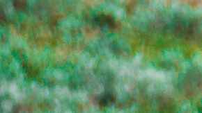 La mujer logró engañar al bisonte.