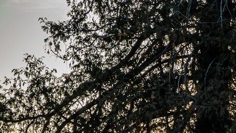 El hombre padece una enfermedad mental que causó su desaparición en los últimos meses.