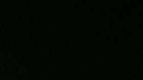 Los mosquitos Aedes,, como este, pueden transmitir los peligrosos virus del Zika, dengue y Chikungunya.