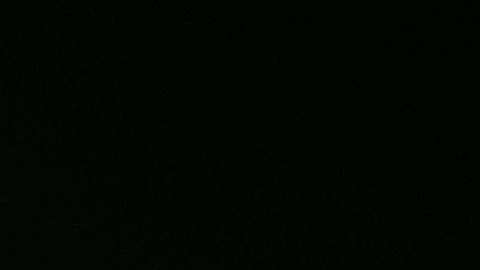 Los mosquitos Aedes,, como este, pueden transmitir los peligrosos virus del Zika, dengue y Chikungunya.