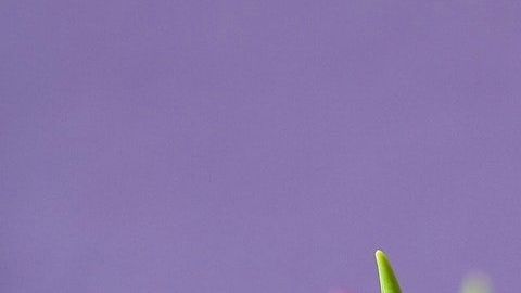 Las flores se asocian a los signos zodiacales.