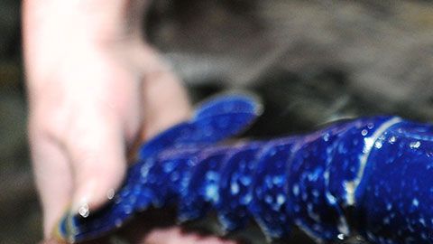 Ahora la langosta vive felizmente en un zoológico.