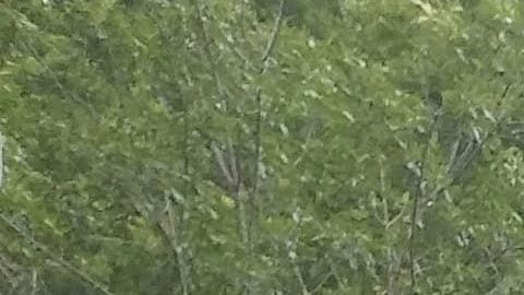 El río Leon donde buscan a Vanessa Guillén.