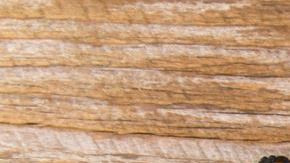 hongo chaga