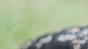 Si ves un reptil como éste, repórtalo.