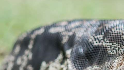 Si ves un reptil como éste, repórtalo.