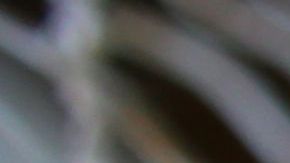 La perra se aisló y no quiso salir de un rincón durante días.