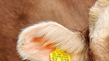 El pasto de limón es esencial para reducir la cantidad de metano que liberan las reses.