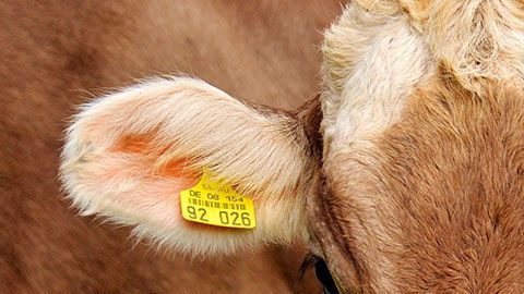 El pasto de limón es esencial para reducir la cantidad de metano que liberan las reses.