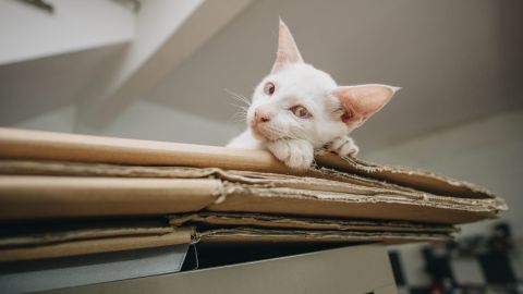 Amazon recomienda reciclar las cajas de cartón para disfraces o como casa para tus mascotas