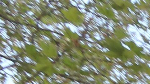 Congresista Nydia Velazquez urge al gobierno federal invertir $32 mil millones en NYCHA.